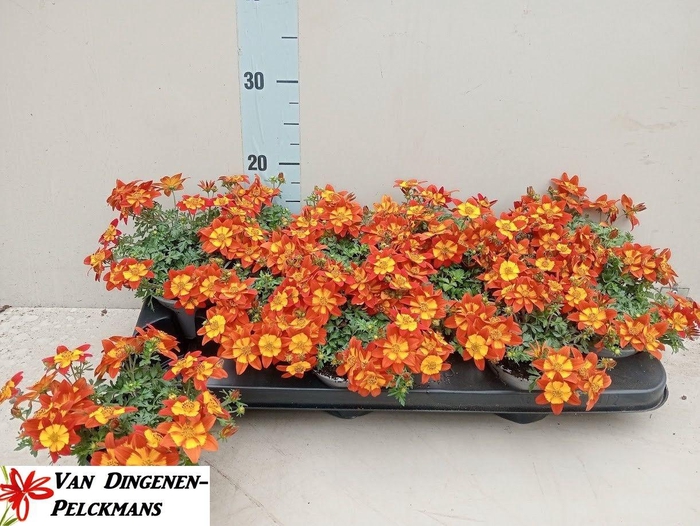 <h4>BID SOLAIRE STAR</h4>