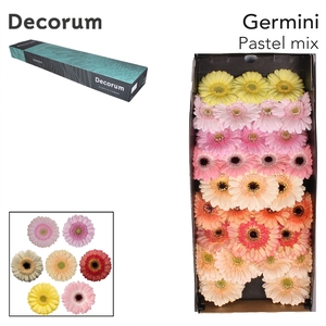 Germini Mix Pastel Doos