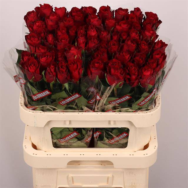 <h4>R GR MADAM RED</h4>