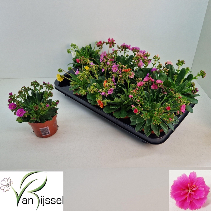 <h4>LEWI MOU DREAMS GEM</h4>