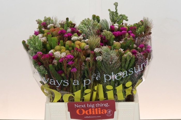 <h4>BQ Kaaps Groen Mountain Mix</h4>