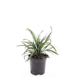 Liriope muscari
