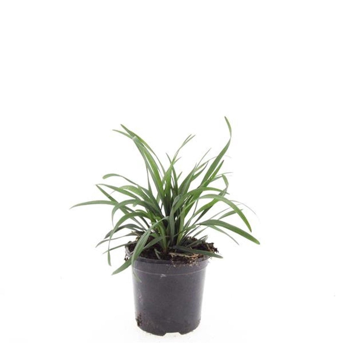 <h4>Liriope muscari</h4>