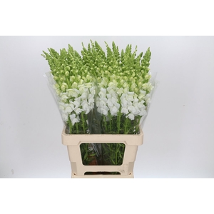 ANTIRRHINUM POTOMAC EARLY WHITE