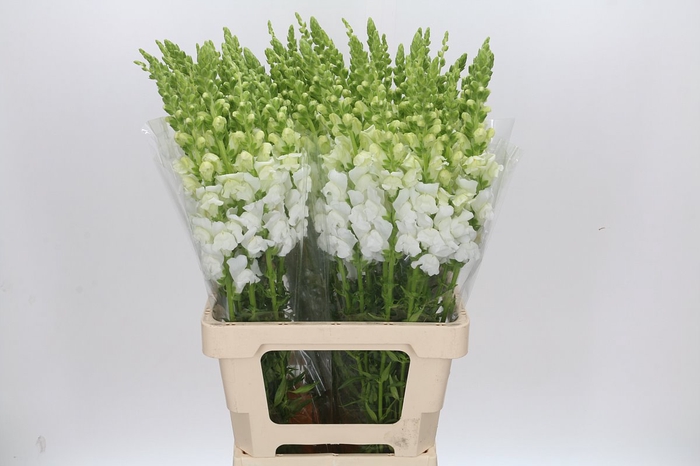 <h4>ANTIRRHINUM POTOMAC EARLY WHITE</h4>
