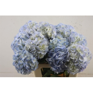 Hydr. M Vervain Blue 60-17