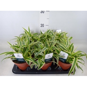 Chlorophytum com. 'Vittatum'