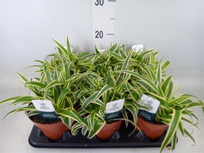 <h4>Chlorophytum com. 'Vittatum'</h4>