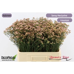 LIM SIN SEN NECTARIN