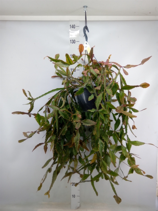 <h4>Rhipsalis elliptica</h4>