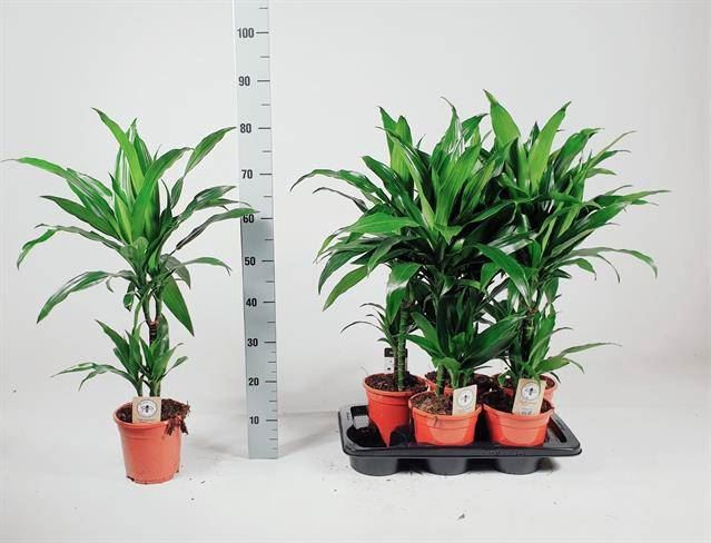 <h4>Dracaena frag. 'Janet Craig'</h4>