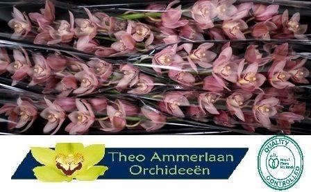 <h4>Reynella 80</h4>