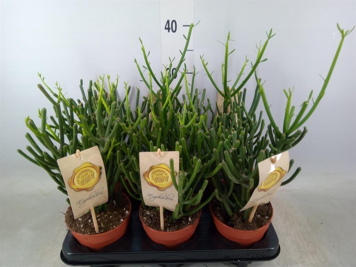 <h4>Euphorbia tirucalli</h4>