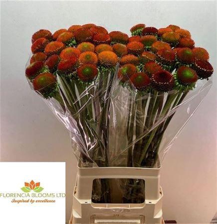 <h4>Echi Purpurea</h4>