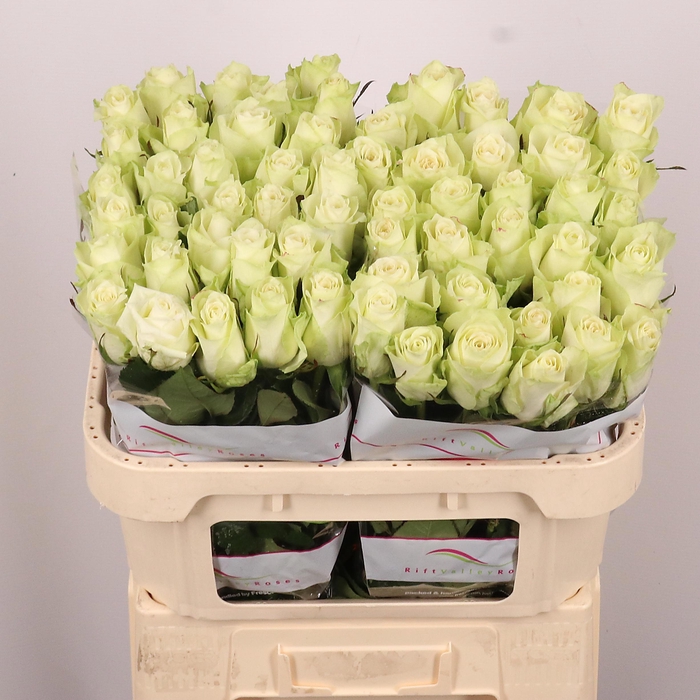 <h4>R GR ATHENA</h4>