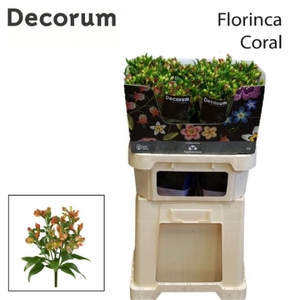 Alstr Florinca Coral Extra