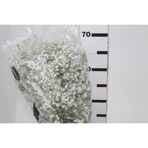 GYPSOPHILA PANICULATA PEARLS BLOSSOM 070 CM MIN 250 GRAMAS