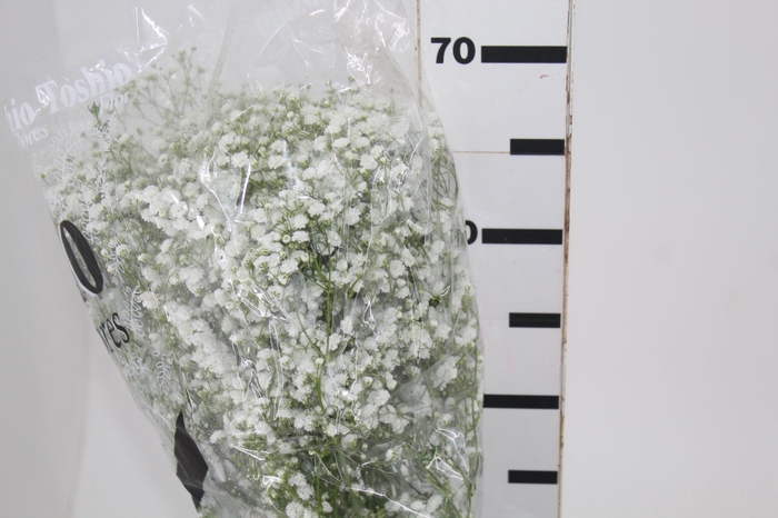 <h4>GYPSOPHILA PANICULATA PEARLS BLOSSOM 070 CM MIN 250 GRAMAS</h4>