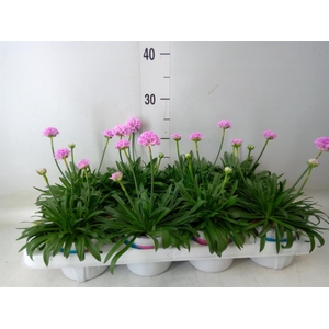 Armeria pseud. 'Dreameria Sweet Dr'