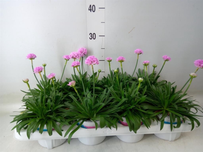 <h4>Armeria pseud. 'Dreameria Sweet Dr'</h4>