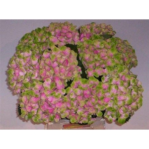 Hydr M Mag Amethyst Pink 60cm