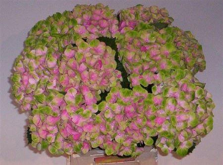 <h4>Hydr M Mag Amethyst Pink 60cm</h4>