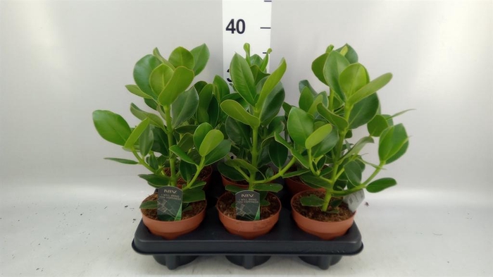 <h4>Clusia rosea 'Princess'</h4>