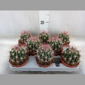 Ferocactus pilosus
