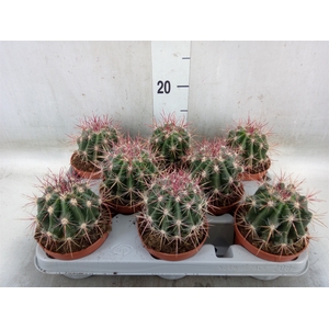 Ferocactus pilosus