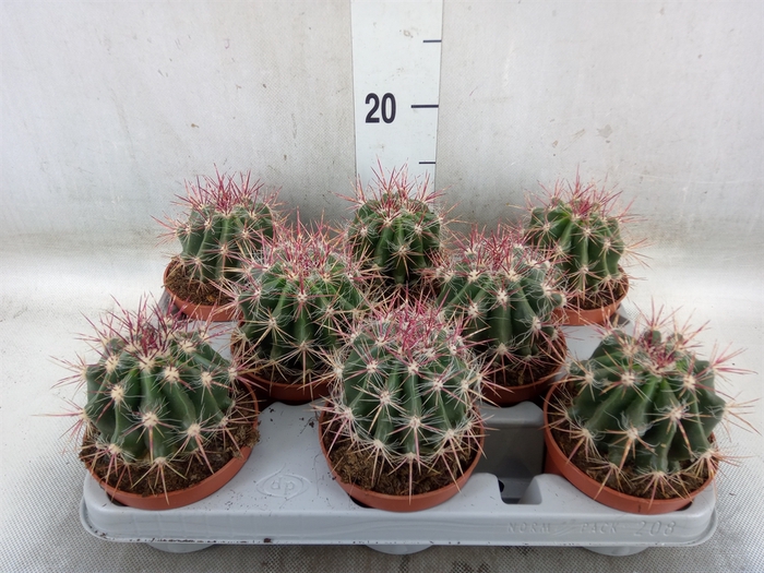 <h4>Ferocactus pilosus</h4>