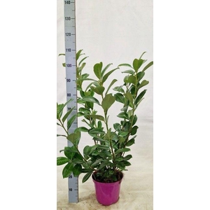 PRUN LA ROTUNDIFOLIA