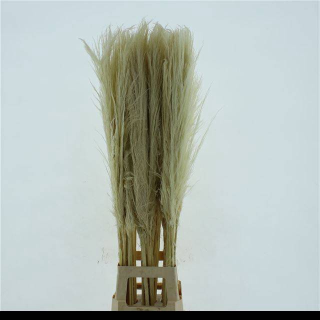 <h4>CORTADERIA OV</h4>