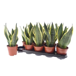 Sansevieria trifasciata 'Futura Superba'