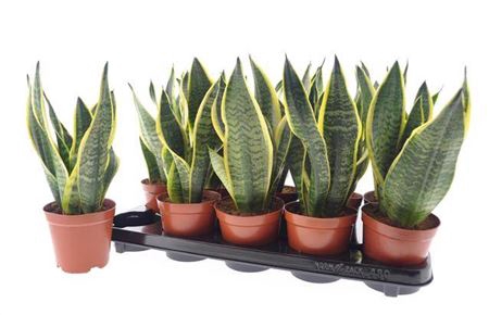 <h4>Sansevieria trifasciata 'Futura Superba'</h4>