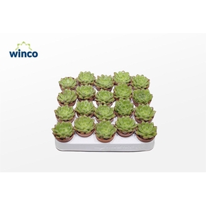Echeveria Carrol