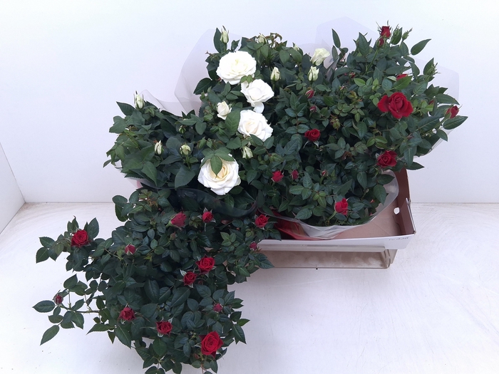 <h4>RO FAV RO GEM</h4>