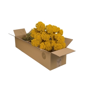 Droogbloemen-Achillea Natural