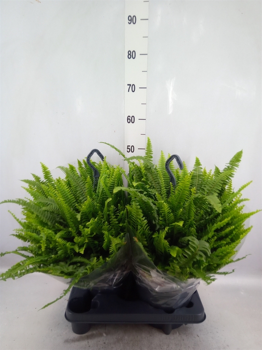 Nephrolepis exal. 'Green Lady'