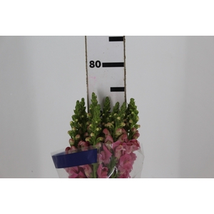BOCA DE LEAO UBIRA ROSE 070 CM