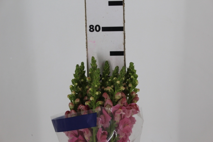 <h4>BOCA DE LEAO UBIRA ROSE 070 CM</h4>