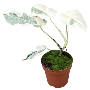 Monstera White Ghost