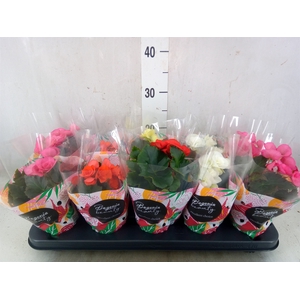 Begonia elat. DU   ...mix