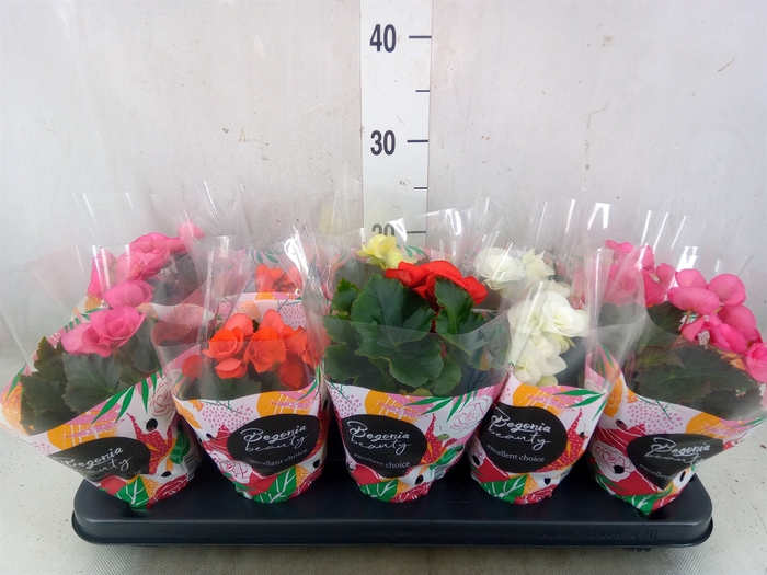 <h4>Begonia elat. DU   ...mix</h4>