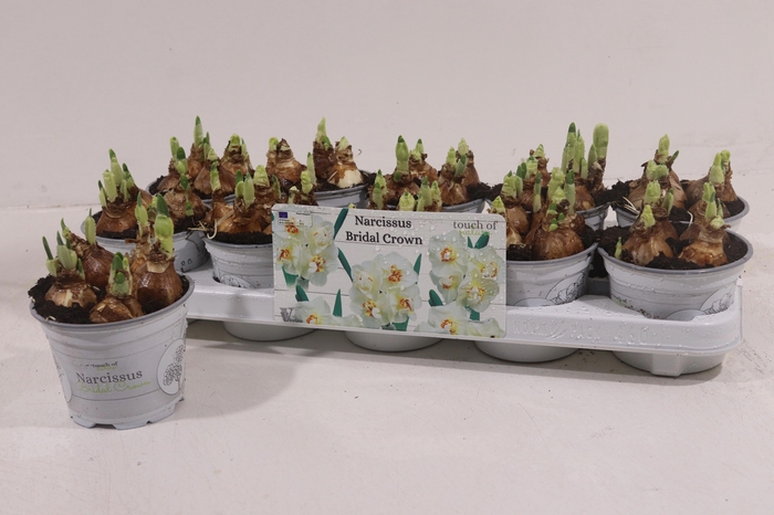 <h4>NARC D BRIDAL CROWN</h4>