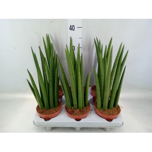 Sansevieria   ...