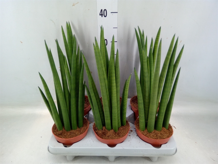 <h4>Sansevieria   ...</h4>