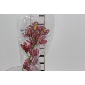 CYMBIDIUM HT MIN 9 FLS ROSA ESCURO