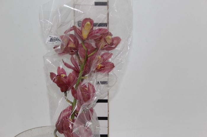 <h4>CYMBIDIUM HT MIN 9 FLS ROSA ESCURO</h4>