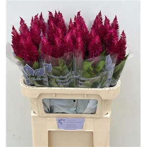 Celosia P Sunday Purple