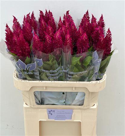 <h4>Celosia Psunday Purple</h4>